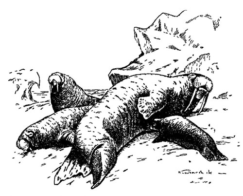 Моржовое семейство. Моржиха кормит маленького детеныша (рисунок взят у Белопольского)