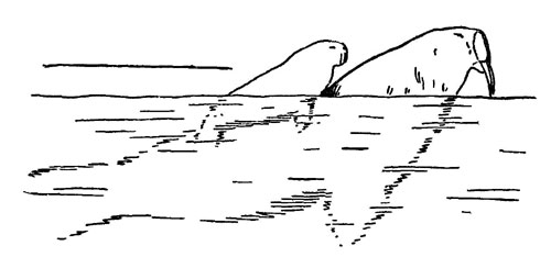 Детеныши часто путешествуют на спине у моржихи (рисунок взят у Белопольского)