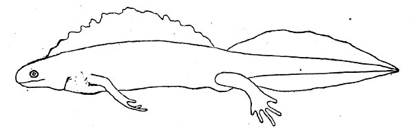 Рис.4. Контуры тела  Triturus cristatus cristatus в брачном наряде.