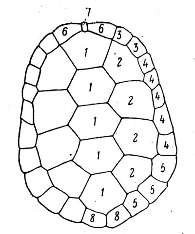 Рис.33. Карапакс Emys orbicularis. Щитки 1 - позвоночные, 2 - рёберные, 3 - краевые передних конечностей, 5 - краевые боковые, 6 - краевые задних конечностей, 7 - загривковый, 8 - надхвостовой.