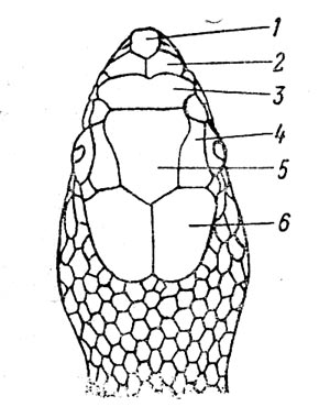 Рис. 24. Голова Lytorhynchus ridgewayi. Щитки: 1 - межчелюстной, 2 - межносовые, 3 - предлобный, 4 - надглазничные,  5 - лобный, 6 - теменные.