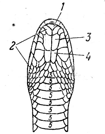 Рис. 26. Голова Coronella austriaca снизу. Щитки 1 - подбородочный, 2 - нижнегубные, 3 - передний нижнечелюстной, 4 - задний нижнечелюстной, 5 - брюшные.