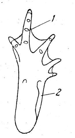 Рис.11. Задняя лапка Bufo viridis. 1 — одинарный бугорок третьего сочленения; 2 — складка предплюсны.