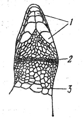 Рис. 16. Голова Lacerta снизу. 1 — нижнечелюстные; 2 — горловая складка; 3 — воротник.