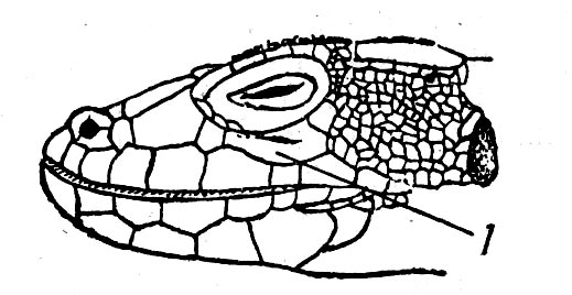 Рис. 20. Голова Eremias arguta. 1 — подглазничный щиток.