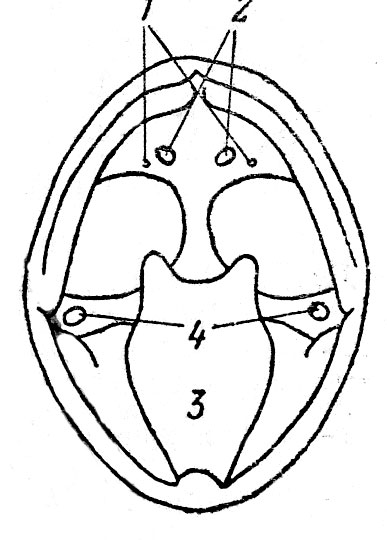 Рис.8. Схема открытого рта Rana: 1 - хоаны, 2 - нёбные зубы, 3 - язык, 4 - отверстия Евстахиевых труб.