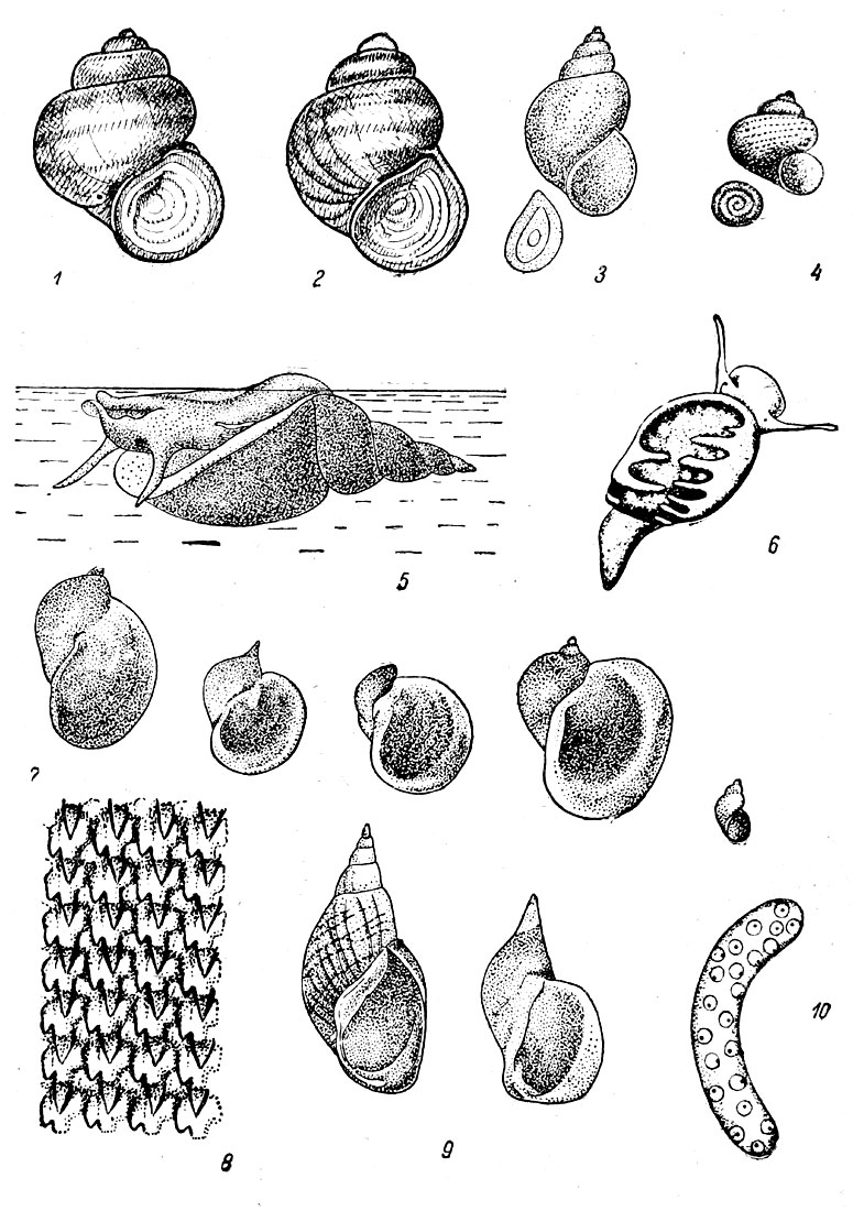  II: . 1.   (Viviparus contectus). - . 2.   (Viviparus viviparus). - . 3.  (Bithynia tentaculata). - .4.  (Valvata piscinalis). - . 5.  (Limnaea stagnalis)   . - . 6.   (Physa fontinalis)     . - . 7.    ( )    ( ) ( -     . . ). - . 8.   (Limnaea stagnalis) ( ). - . 9.    (Limnaea stagnalis). - . 10.    (Limnaea stagnalis)