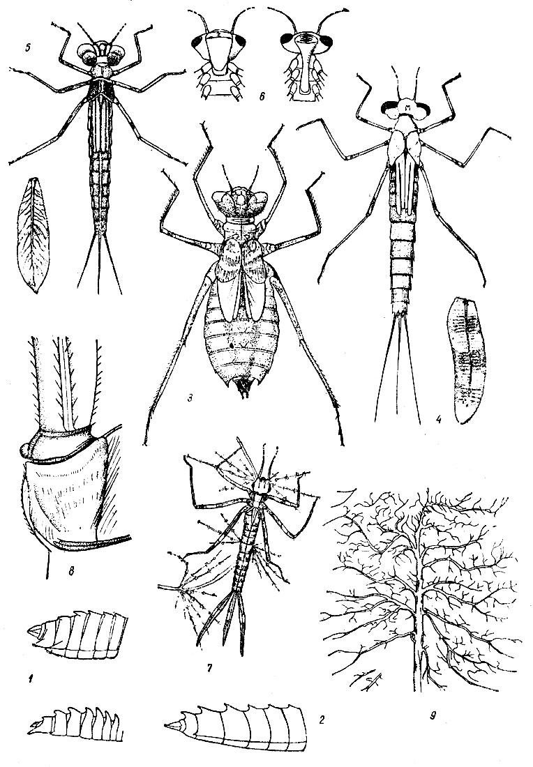  IX: . 1.      Cordulia   Epitheca bimaculata () ( ). - . 2.     (Somatochlora metallied) ( ). - . 3.   (Sympetrum scoticitm). - . 4.   (Lestes sponsa) ( ). - . 5.   (Coenagrion pulchellum) ( ). - . 6.   (Coenagrion)   (Lestes). - . 7.   (gri)  . - . 8.        . - . 9.         (Agrion)