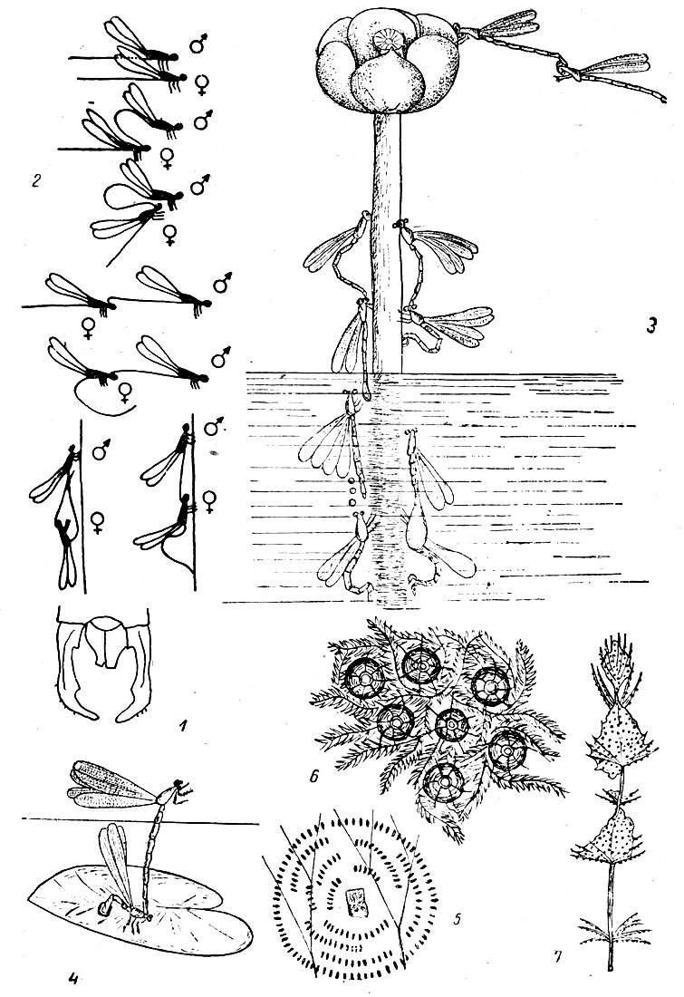  XI: . 1.     (Lestes viridis). - . 2.   . - . 3.  (Erythromma najas)   . - . 4.    (ngrin pulchellum). - . 5.    (ngrin pulchellum). - . 6.    (Sympetrum)  . - . 7.    (Cordulia aenea)  .