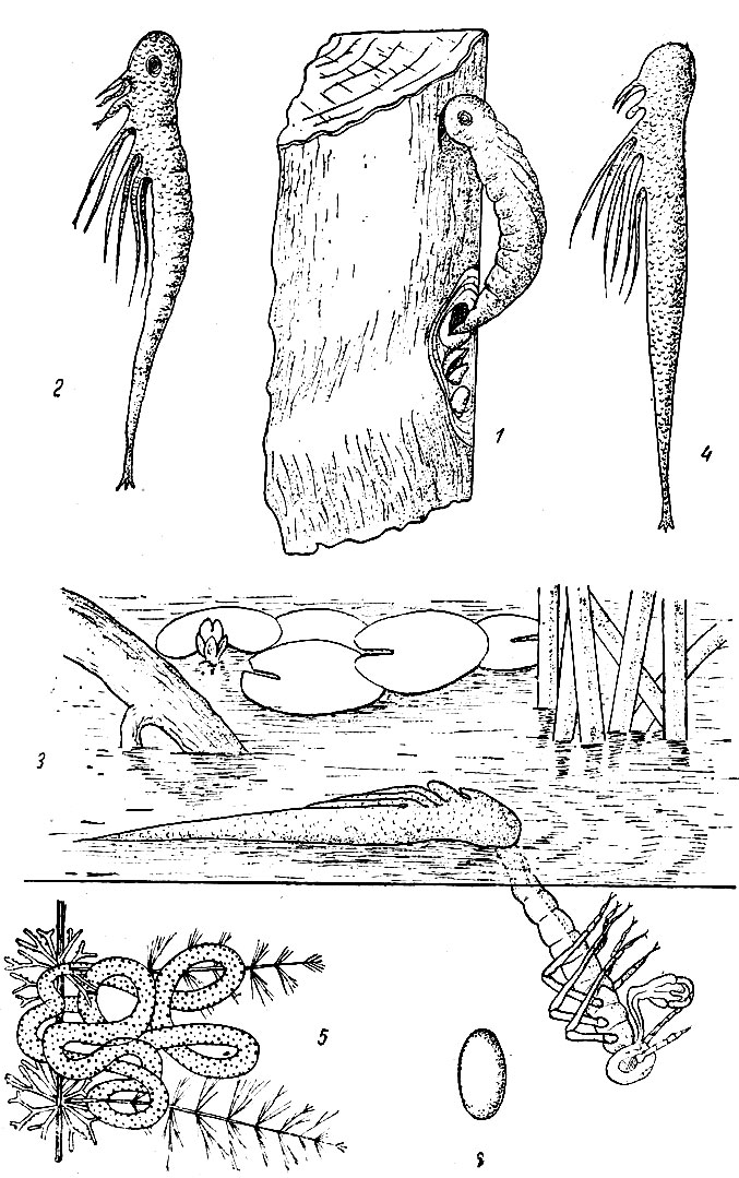  XII: . 1.      (Lestes viridis). - . 2.  (prolarva) . - . 3.   ,   1- . - . 4.  . - . 5.   Epitheca bimaculata. - . 6.  Epitheca bimaculata.