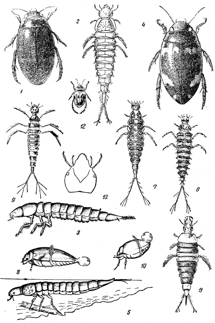  XXXII: . 1.   (Colymbetes fuscus) ( ). - . 2.    (Colymbetes fuscus). - . 3.    (Colymbetes fuscus) . - . 4.  (Agabus undilatus). - . 5.   (Agabus) . - . 6.    (Platambus maculatus). - . 7.   (Ilybius fenestratus). - . 8.  (Laccophilus hyalinus). - . 9.  . - . 10.  (Hyphydrus ovatus). - . 11.  . - . 22.  (Hydroporus). - . 13.    (   ).