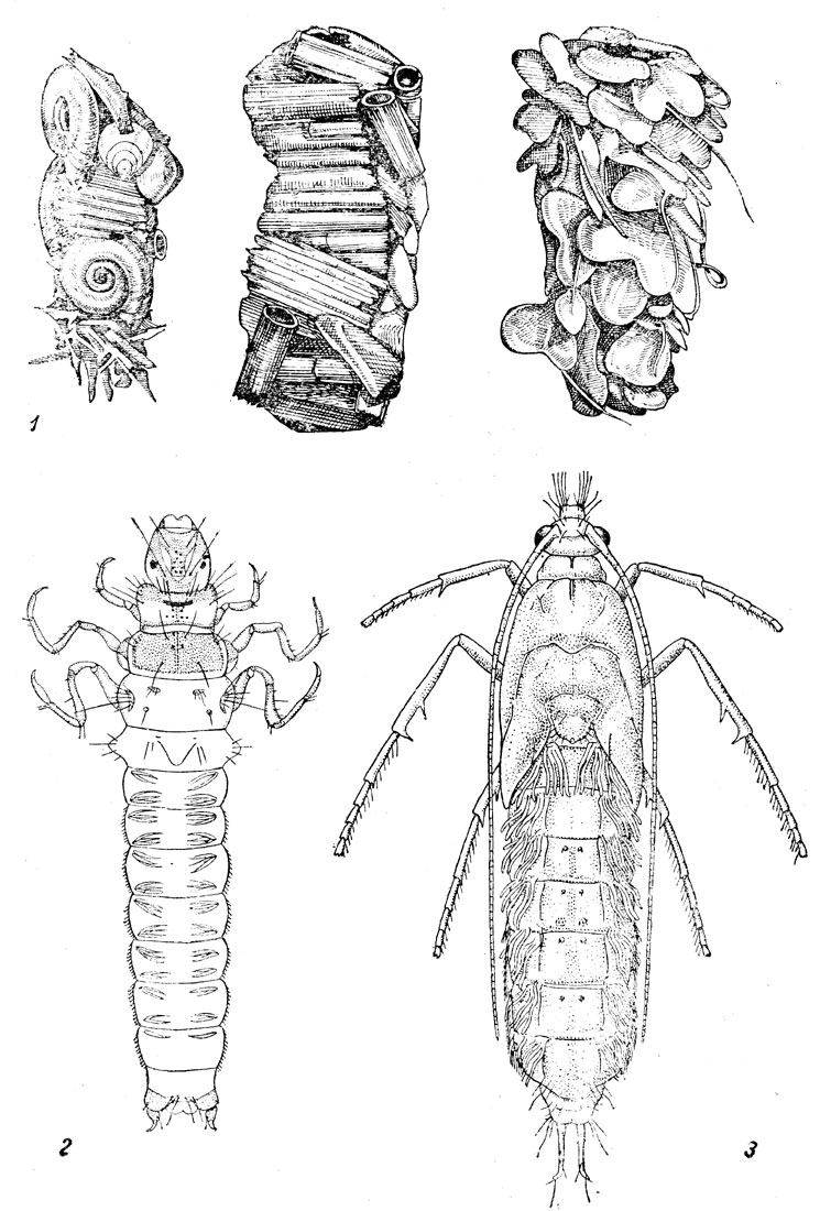  XLIV. . 1.     (Limnophilus flavicornis). - . 2.    (Limnophilus flavicornis). - . 3.    (Limnophilus flavicornis)