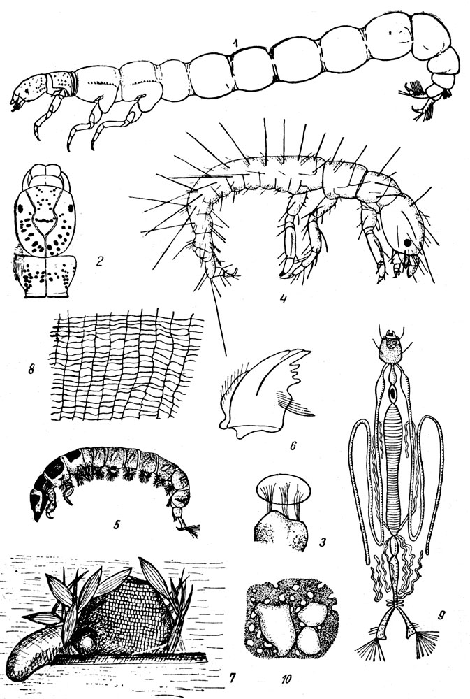  XLV: . 1.   (Neureclipsis bimaculata). - . 2.     (Neureclipsis bimaculata). - . 3.   (Hydropsyche ornatnla),    ( -). - . 4.  . - . 5.  . - . 6.  . - . 7.   . - . 8.   . - . 9.       , - . 10.     .
