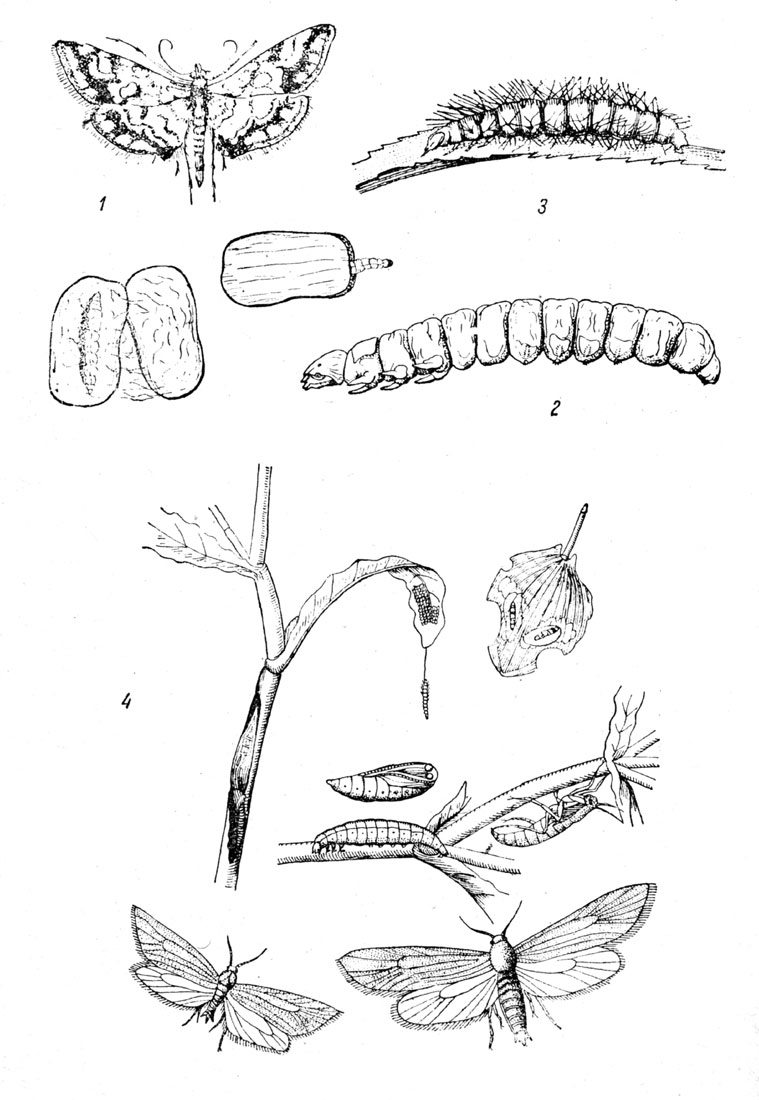  XLVII: . 1.   (Nymphula nymphaeata),     . - . 2.  . - . 3.   (Paraponyx stratiotata) ( ). - .  4.    (Acentropus niveus),  , ,   imago,   (),     .