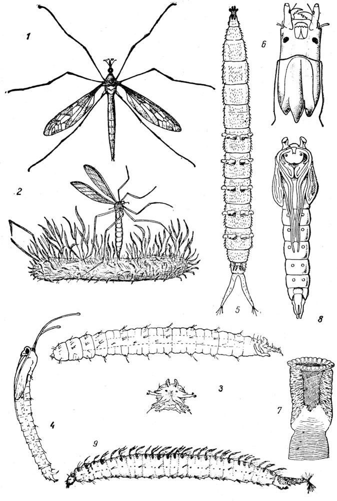  LVIII: . 1.  (Tipula gigantea). - . 2.    . - . 3.   (Tipula)    . - . 4.   (Tipula). - . 5.   (Dicranota bimaculata). - . 6.   . - . 7.   . - . 8.  . - . 9.  .