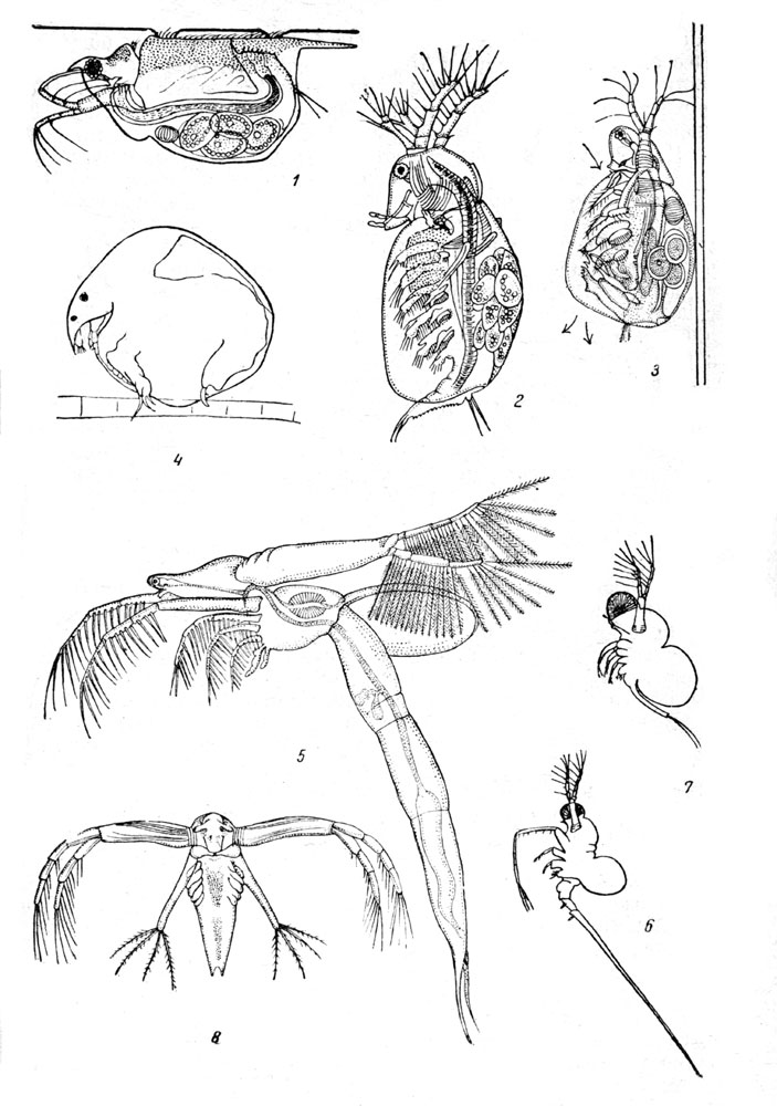  LXVIII: . 1.  (Scaphoteberis mucronata)   . - . 2.  (Sida crystallina). - . 3. ,    . - . 4.  (Chydorus sphaericus)   . - . 5.  (Leptodora kindti). - . 6.  (Bythotrephes longimanus). - . 7.  (Polyphemus pediculus). - . 8.  .