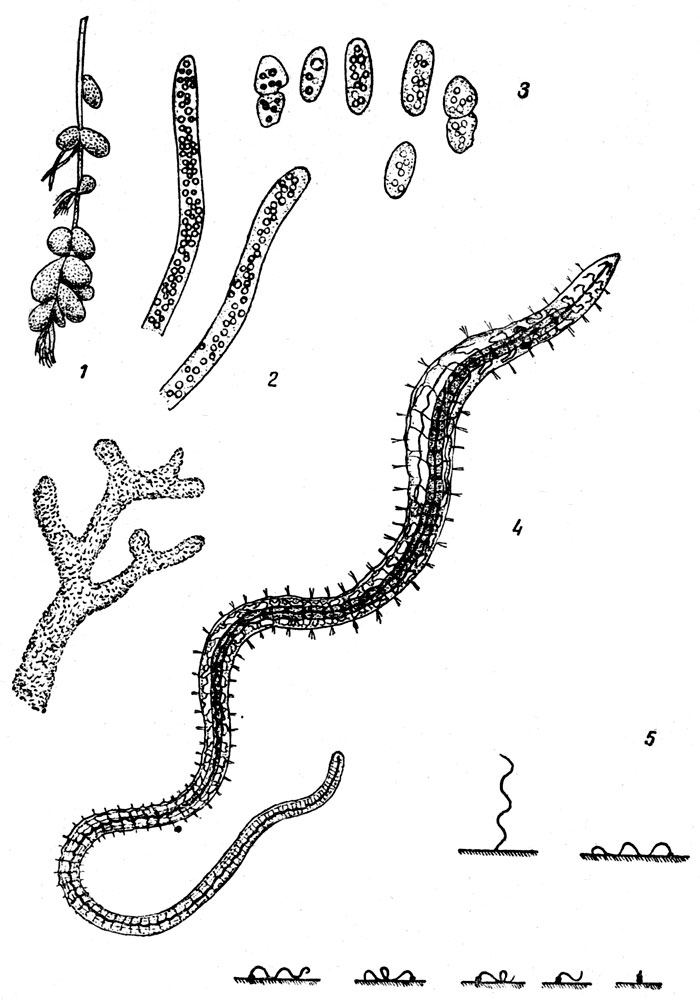  LXXVIII. : . 1.  (Zooglea ramigera),         ( ). - . 2.  (Beggiatoa alba) ( ). - . 3.  (Chromatium okenii) ( ). - . 4.   (Tubifex tubifex) ( ). - . 5.      ( ).