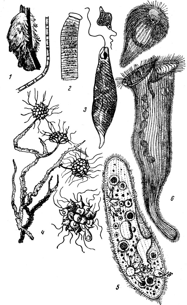  LXXIX. α-: . 1.  (Sphaerotilus natans),     ( ). - . 2.  (Oscillatoria princeps) ( ). - . 3.  (Euglena viridis)       ( ). - . 4.  (Anthophysa vegetans) ( ). - . 5.  (Paramaecium caudatum) (   ). - . 6.   (Stentor coeruleus) ( ).
