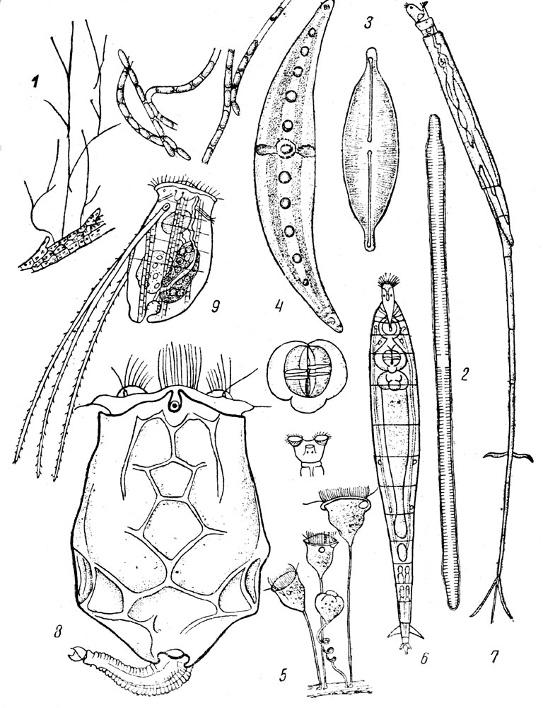  LXXX. β-: . 1.  (Cladothrix dichotoma) ( ). - . 2.  (Synedra ulna var. splendens) ( ). - . 3.  (Navicula abigua) ( ). - . 4.  (Closterium moniliferum) ( ). - . 5.  (Vorticella campanula) ( ,   . 6-9). - . 6.   (Rotifer vulgaris). - . 7.   (Rotifer actinurus). - . 8.   (Brachionus angularis). - Puc. 9.   (Triarthra longiseta).