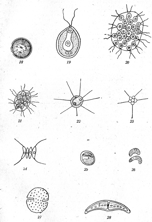. 18-28: 18-Cyclotella Kutzingiauna, 19-Chlamydomonas Ehrenbergii, 20-Eudorina elegans 21-Pandorina morum, 22 Golenkinfa radiaia. 23-Richteriella boiryoides, 24Scenedesmus quadricanda, 25-Chlorella vulgaris, 26-Kirchneriella lunaris, 27-Cosmarium Botrytis, 28-Closterium moniliferum. 