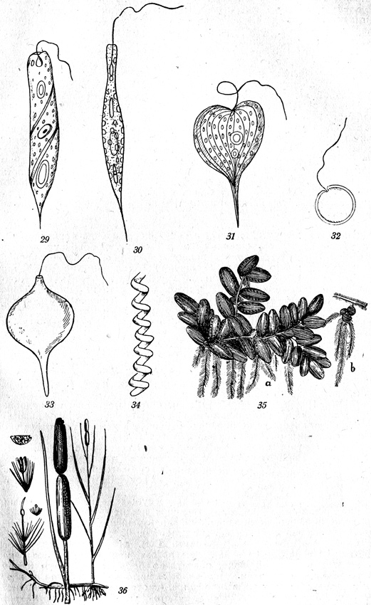 . 29-36: 29-Euglena auxiuris, 30-Euglena acus, 31-Phacus longicauda, 32-Trachelomonas volvocina, 33-Trachelomonas volgensis, 34-Spirulina major, 35-Salvinia natans, 36-Typha latifolia.
