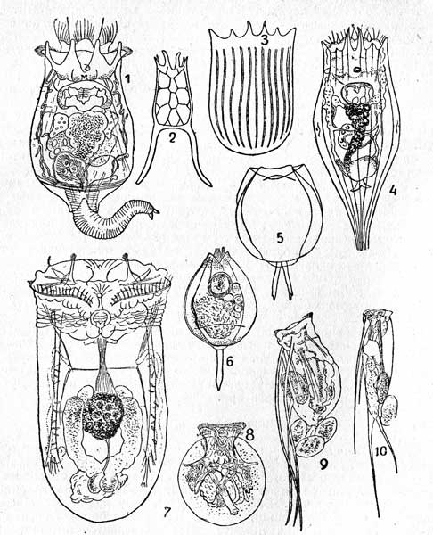  II. : 1-Brachionus calyciflorus, 2-Keratella quadrata, 3-Notholea striata, 4-Notholea  acuminata, 5-Lecane luna, 6-Monostyla bulla, 7-Asplanchna brightwellii, 8-Tesludinella patina, 9-Filinia longiseta, 10-Tetramastiz oppoliensis.