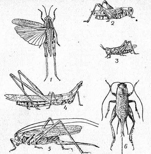  I. 1-,    (Call)iptamus italicus L., 18-34sup*/sup); 2-  (Oedipoda coerulescens L., 15-28); 3-  (Chorthrippus bicolor Charp, 12-22); 4-  (Acrida turra Stal., 30-45); 5-  (Tettigonia caudata charp., 24-36); 6- -(Gryllus desertus Pall., 12-19).