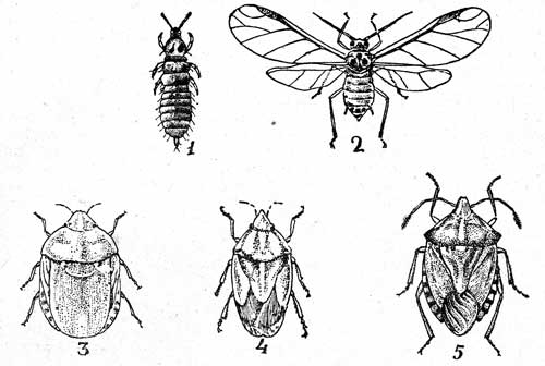  II. 1- ,  (Haplothrips tritici Kurd.  1); 2-  (Doralis frangulae Koch.,   1,5); 3-  (Eurygaster integriceps Put., 10-12,5); 4-  (Aelta acuminata L. 7-11,5); 5-  (Dollycoris baccarum L.-9,5-12)