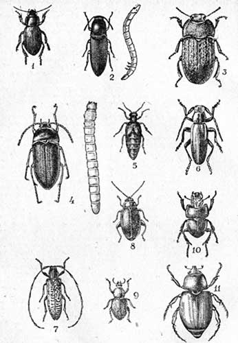  III. 1-  (Pardlleus calceatus Duft, 13-16); 2-     (Agriotes gurgistanus Fald., 10-13); 3-  (Optram sabulosum L, 7-10); 4-     (Podonta daghestanica Reitt, 7-95); 5-  (Meloe proscarabaeus L., 13 22); 6-  (Dorcadion carinatum Pall., 17 20); 7- . (Agafanthia dahli Richt. 15-20); 8-  (Phyllotteta cruciferae Goeze., 2,3-3); 9-   (Psallidium maxillosum F., 7,5-9; 10-- (Lethrus apterus Laxm., 10-20); 11-   (Anisoplia austriaca Hrbst., 13-15).
