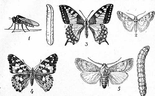  IV. 1-     (Oscinosoma frit L., 2,5-3); 2-  (Loxostege sticticalis L., 12-15); 3- (Papilo machaon L., 45-50); 4- (Pyrameis cardui L., 50-60); 5-     (Feltia segetum Sch., 18-22).