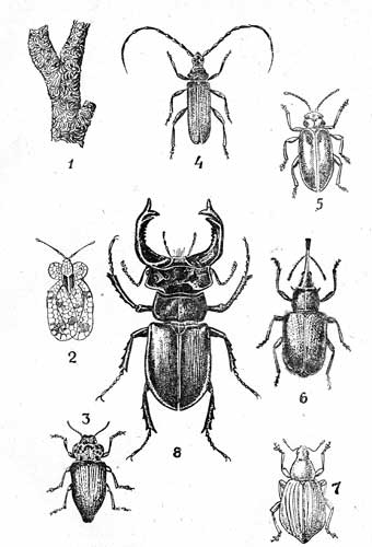  V. 1-  (Lepidosaphes ulmi L., 0J5-3); 2- ) Stephanitis pyri F., 3-3,3); 3-  (Capnodis tenebrionis L, 22-2d); 4-  (Cerambyx scopolii Fuesst.t 18-28); 5-  (Galerucella luteola Mull., 6-8); 6-  (Rhynchites auratus L., 5,5-9); 7-  (Sciaphobus Scualidus GylL, 5-6,); 8-- (Lucanus cervus L., 25-75).