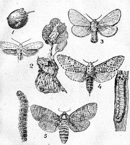  VI. 1-  -  (Laspeyresia funebrana Tr); 2-     (Jponomeuta malineltus Zell, 5-10); 3- (Euproctis chrysorrhaea L., 15-20); 4-     (Zeuzera pyrina L,25-35); 5-     (Cossus cossus L., 38-42).