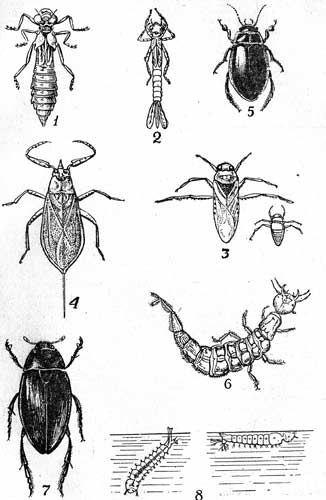  VII. 1- - (Aeschna.); 2- - (Agriori); 3-    (Nolonecia glauca L.t 14-16); 4-  (Nepa cinerea L., 18-22); 5-  (Macrodytes mardinalis L. 30-35); 6-  -  (Dytiscus.); 7-  (Hydrous piceus L.,34-47); 8-  ()   ()  (Culex pipiens L.  Anopheles maculipennis Meig). 