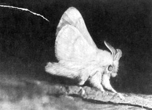 Многие ночные бабочки густошерстистые. Это и теплоизоляция и защита от эхолотов летучих мышей