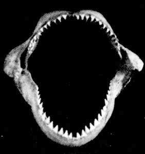 13.  - (Carcharodon carcharias)