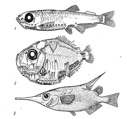 Реферат: Отряд удильщикообразные (Lophiiformes)