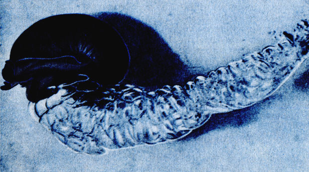 Пурпурный моллюск янтина, подвесившийся 'вверх ногами' к поплавку, изготовленному им самим из пузырьков