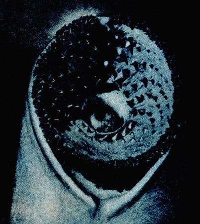 Присоска миноги (модель). По краям - острые роговые зубы. В центре - мощный, вооруженный зубами язык