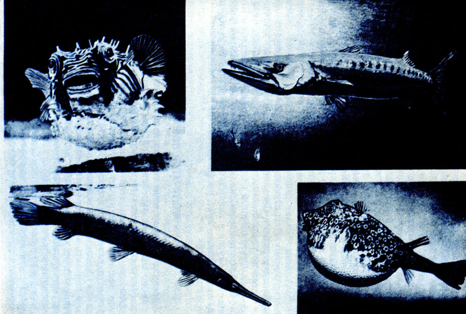 Существует около 20000 разновидностей рыб. Вот некоторые из них: раздувающаяся, как шар, еж-рыба (вверху слева), быстрая прожорливая барракуда (вверху справа), стройная меч-рыба и безобразная рыба-собака