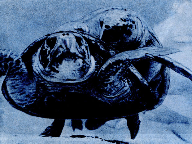 Копуляция морских черепах