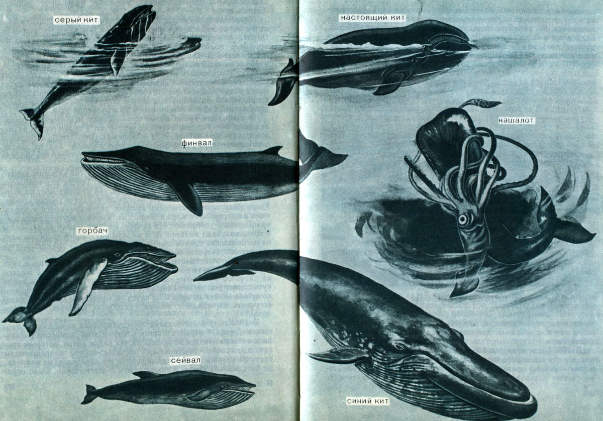 Разнообразие видов китов