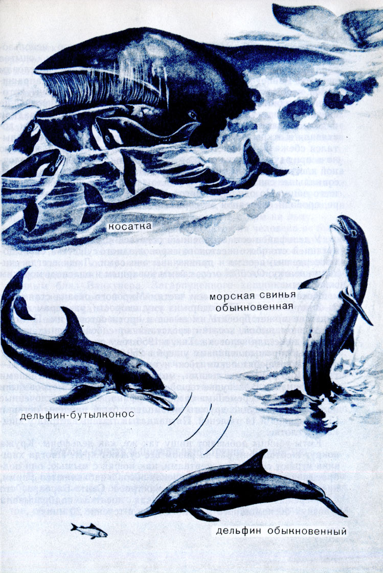 Разновидности дельфинов