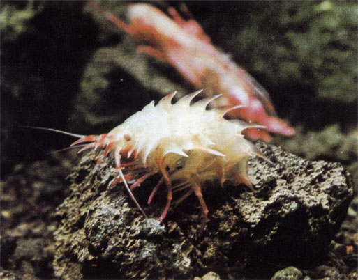  , ,     Acanthonotosomidae,        