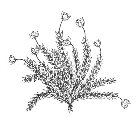  (Colobanthus crassifolim), 3 