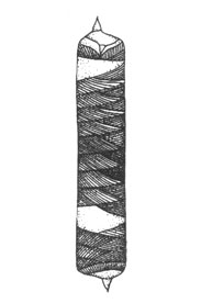  (Rhizosolenia chunii), x 1000