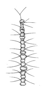  (Chaetoceros neglectus), x 500