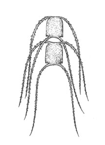  (Chaetoceros criophilus), x 500