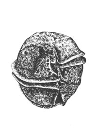  (Gonyaulax sphaeroidea), x 1000