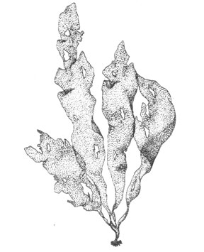   (Phyllogigas grandifolius), 2,5 