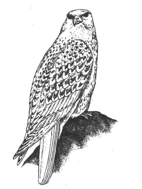  (Falco rusticollis), 56 